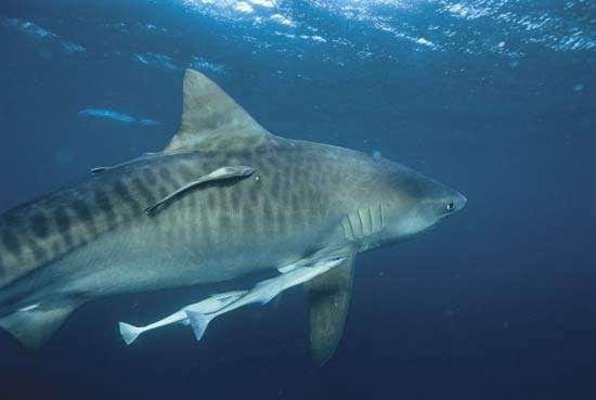 The remora uses the shark as transport and protection and also feeds on materials dropped by the shark.
