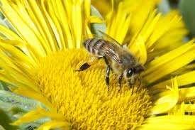 Example 2: Bee and Flower The flower is a food source for the