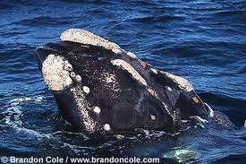 Example 3: Whale and Barnacle Whale barnacles attach themselves to the bodies of baleen whales during the barnacles'