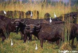 Example 5: Cattle with cattle egrets Cattle stir up insects as they eat grass