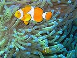 Example 6: Clown fish with anemone Clown fish gets