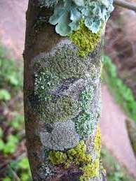 The fungus forms a crust around the algae which holds