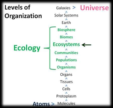 Organization in the Environment SB4.