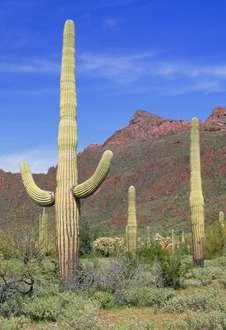 Cacti are well adapted for survival in the desert. They have: Stems that can store water. Widespread root systems that can collect water from a large area.