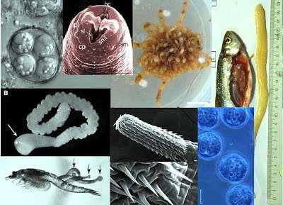 Parasitism: A parasite is physiologically dependent