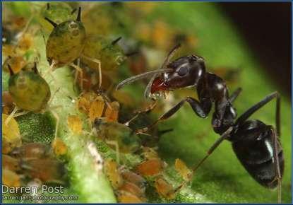 Symbiosis Example: Aphids and several ant species.