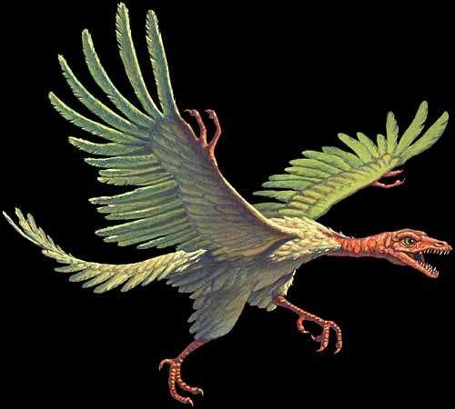 More exaptations Archaeopteryx: Feathers