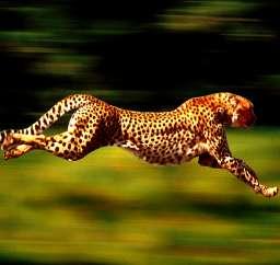 Cheetah's speed allows it to hunt. Yet cheetahs too are limited by competition.