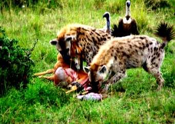then eat the antelope themselves.