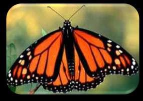 Birds often mistake the viceroy for monarch and leave it alone Monarch butterfly Viceroy butterfly