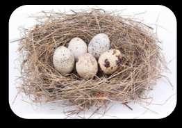 Others develop in eggs and then hatch.( e.g. birds, reptiles) Still others sprout from spores or seeds.