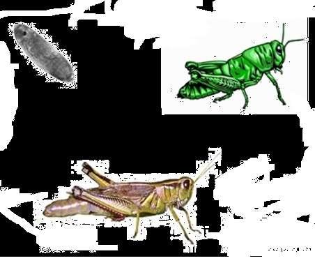 Lesson 2: The Stages of Life (insects) 1.