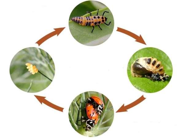 2. Complete metamorphosis Some animals go through complete metamorphosis. Animals whose bodies change dramatically during their life cycles go through complete metamorphosis (e.g. beetles and butterfly).