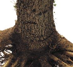 Each root has tiny root hairs that absorb nutrients from the soil