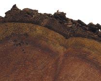 Bark and Tree Rings Tree bark has inner and outer layers.