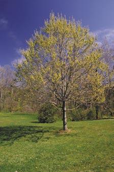 Deciduous trees grow their leaves in the spring, once the days get long enough and the air warms.