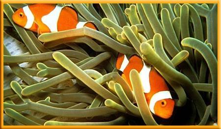 Anemones and Clown fish The anemone s