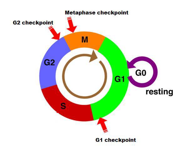 Regulation of Cell Cycle Checkpoints monitor cell for its progression in cell cycle Three main checkpoints