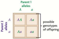 represent) 2. Recessive alleles- only expressed if have two copies of recessive present (use small-case letter to represent) 3.