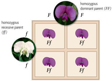 Monohybrid cross involves one trait A. Punnett squares illustrate genetic crosses 1.