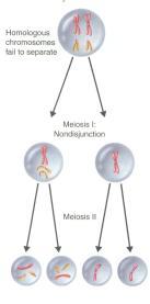 Germ cells (sex cells) undergo process of meiosis to form gametes a. diploid cell divides into haploid cell b.