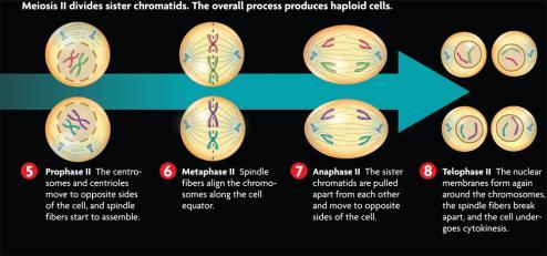 D. Meiosis II (second of two phases) 1. Divides sister chromatids in four phases 2.