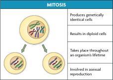 1. Meiosis has two cell divisions while mitosis has one. 2.