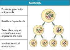 Meiosis results in haploid cells; mitosis results in diploid cells. F.