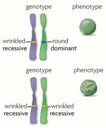 gene- a piece of DNA that provides a set of instructions to a cell to