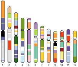 You have two alleles for each gene` 2.