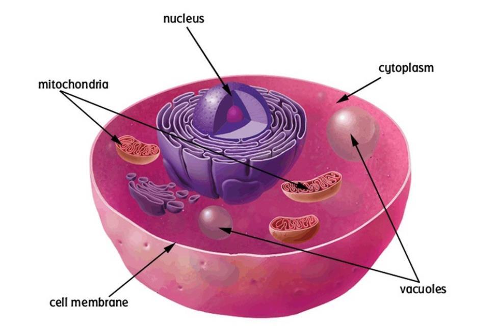 movement (diffusion) of water across a cell membrane Diffusion Process of
