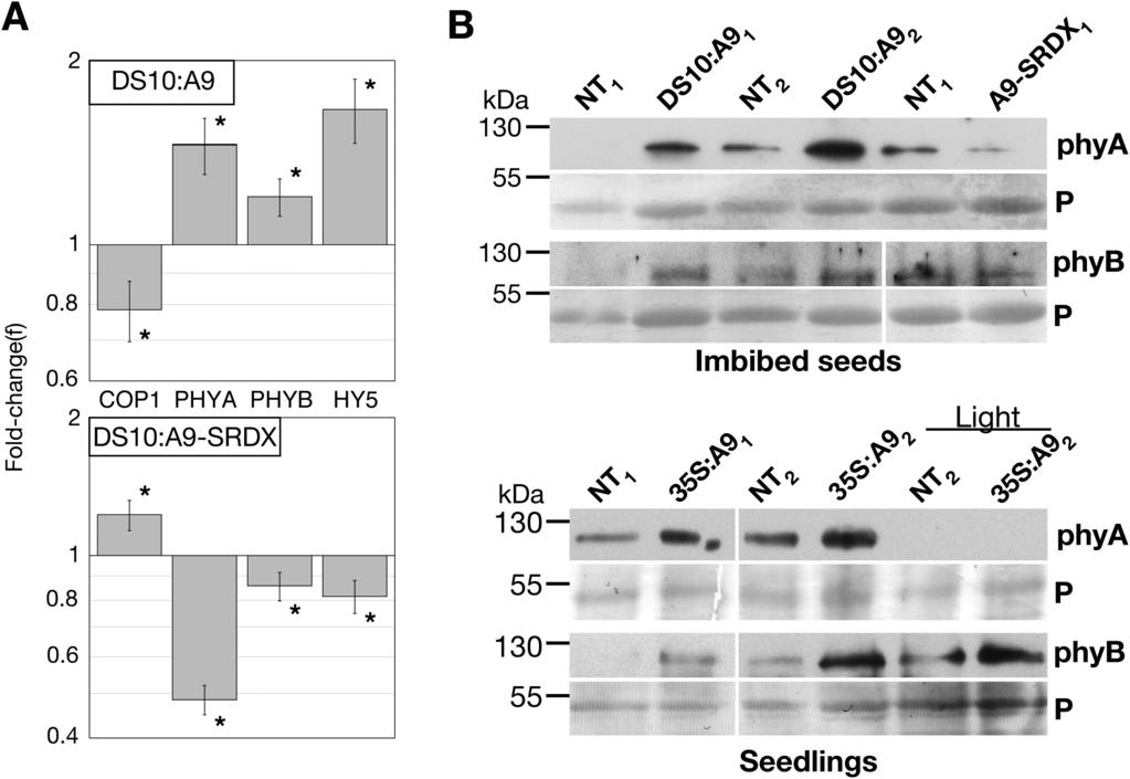 1104 Prieto-Dapena et al. Fig. 5. Effects of HSFA9 in seeds and seedlings before the first exposure to light.