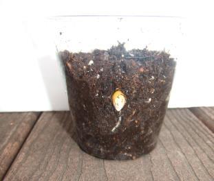Ppt 29 Keep your germinating seeds lightly watered and watch them begin to