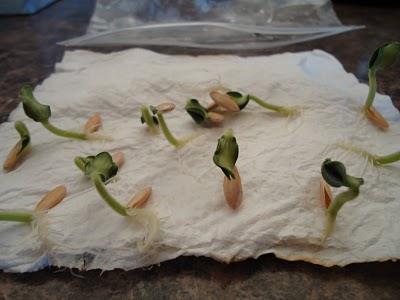 What is GERMINATION?