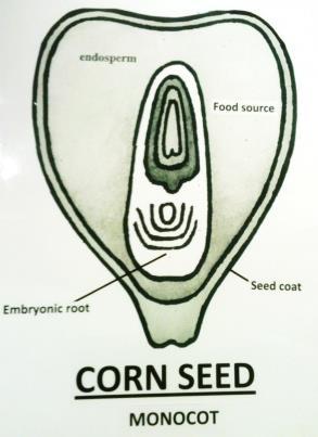 MONOCOTYLEDON Ppt 11 *Monocot poster in bag Study the corn seed/monocot. MONO - means one/single. It has ONE food source and the one seed leaf. The EMBRYO is the baby plant inside the seed.