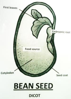 All seeds need water, sunlight with warm temperatures and oxygen. To begin the baby plant/embryo gets its food from the endosperm.