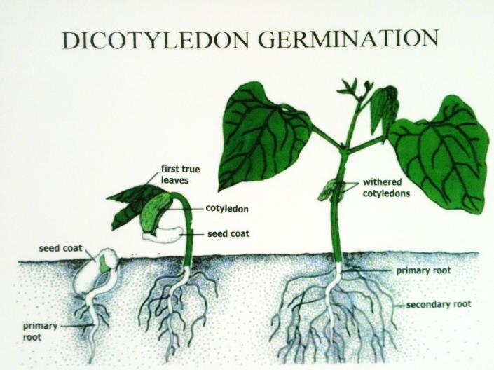 Ppt 14 As the DICOT germinates the two COTYLEDONS emerge from the soil on the small stem and will often
