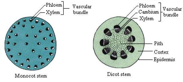 Stems Ppt 18 When we look at a cross section of the two types of these plants the VASCULAR SYSTEM (system carrying food and water in the stem) is very different.