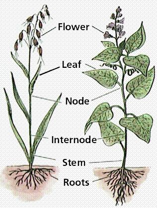 Mature Plant Monocot Dicot Ppt 20 Discuss the differences between the mature plants. Continue with next ppt.