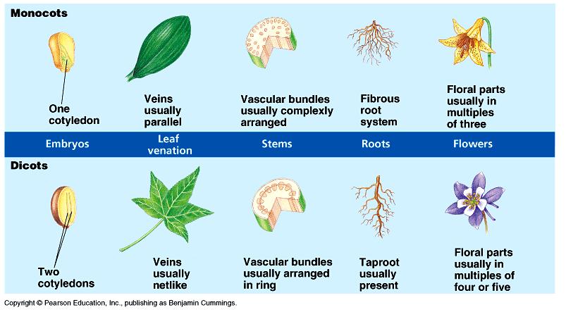 Puzzle Dicot / Monocot Fibrous Roots / Tap Roots Petals in 3 s / Petals 4 s or 5 s Vascular Bundles in Stem Random / Ring Veins in Leaves - Parallel / Web-like Seed Number of Food Storage Areas 1 / 2