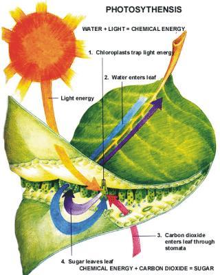 PHOTOSYNTHESIS is the process of the green leaves making food and producing oxygen. Leaves are green from the CHLOROPHYLL CELLS where this process occurs.