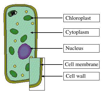 Green plants use carbohydrates to grow. Ppt 25 This is the chlorophyll cell where all the action takes place. It is all green!