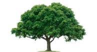 Importance of Trees Breathing! Ppt 26 Information on the importance of trees.