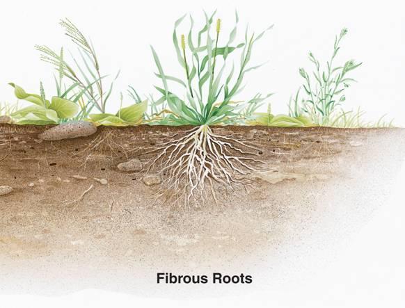 23 2 Roots Types of Roots Fibrous roots branch to such an extent that no single root