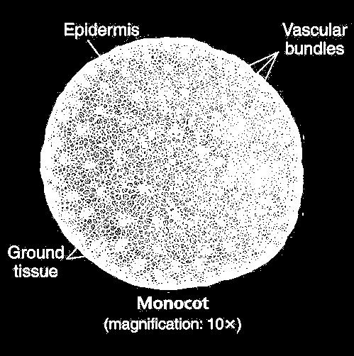 Ground tissue consists mainly of parenchyma cells.