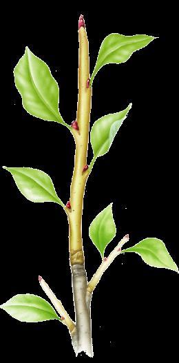 23 3 Stems Primary Growth of Stems Apical meristem Primary growth of stems is