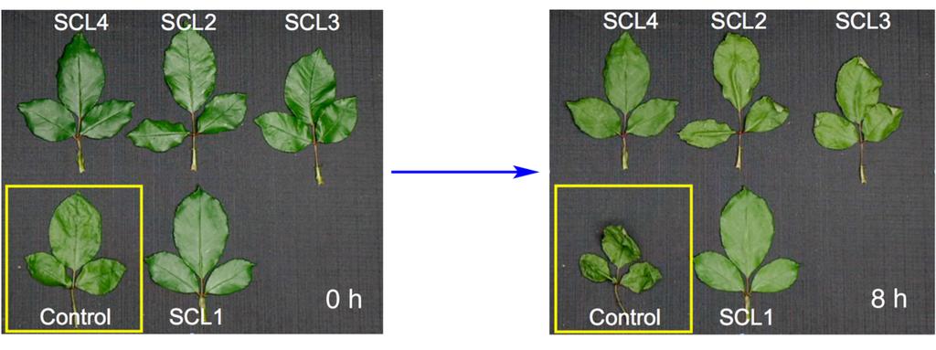 Discovery of compounds that keep plants fresh ~ Controlling plant pore openings for drought tolerance and delay in leaf withering ~ April 9, 2018 A team of scientists at Nagoya University has