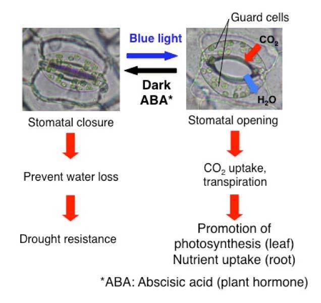 Opening/closure of stomata and their purposes.