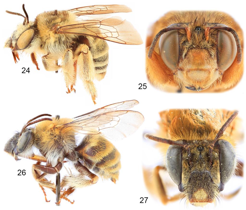 2018 Engel: New genus of Anthophorini 11 Figures 24 27. Representative anthophorine bees. 24. Pachymelus (Pachymelopsis) festivus (Dours), lateral habitus. 25. P. (Pachymelus) unicolor (Saussure), facial view.