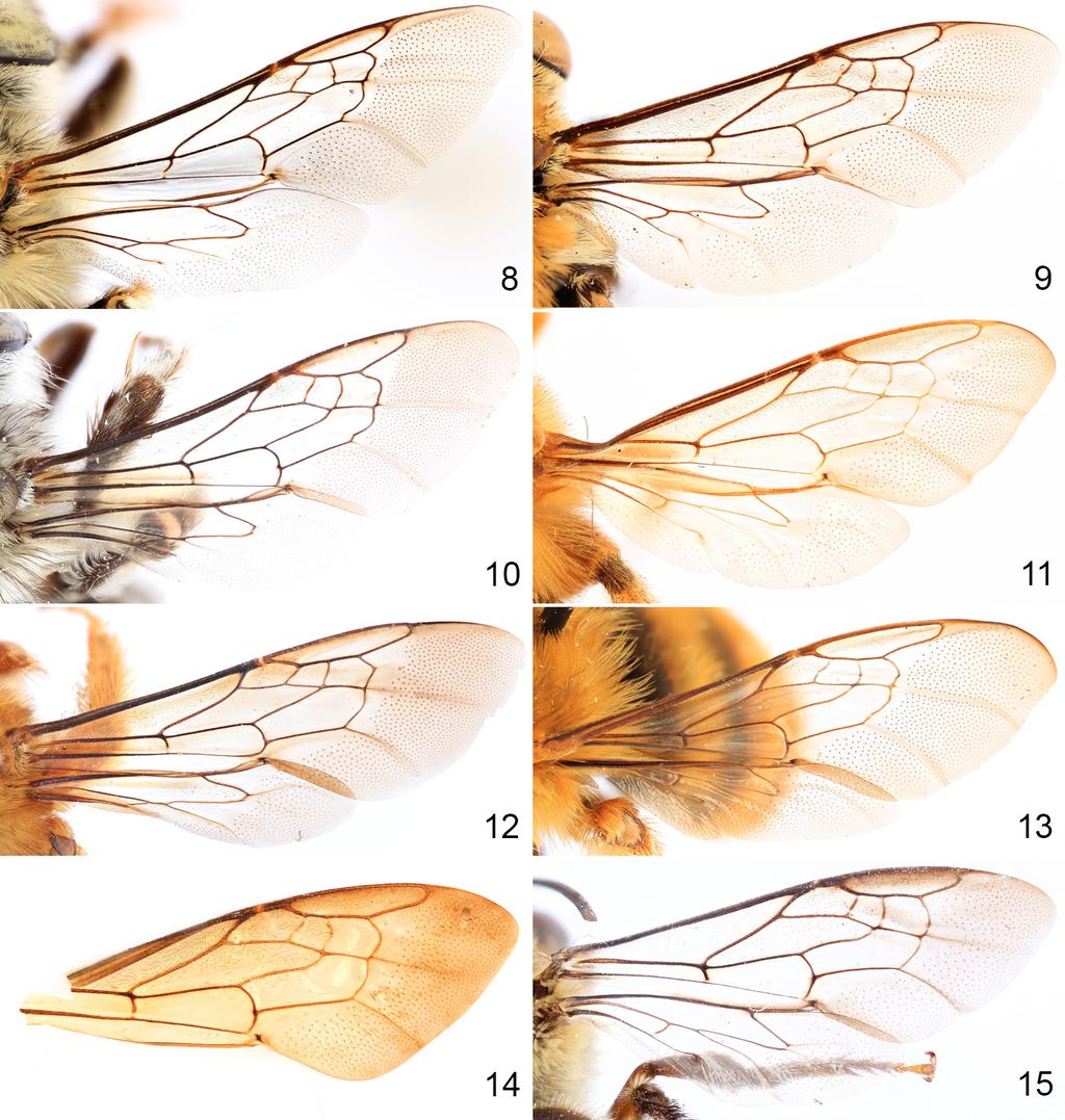 8 Journal of Melittology No. 78 Figures 8 15. Wing venation from representative species of Anthophorini. 8. Anthophora (Lophanthophora) dammersi Timberlake. 9. Amegilla quadrifasciata (de Villers).